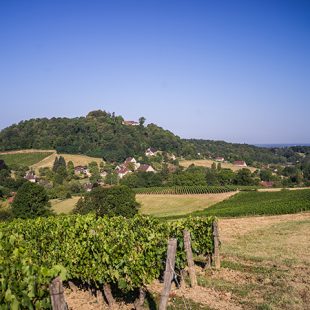 Tourisme Lons-le-Saunier Jura : paysages de vignes à l'Étoile