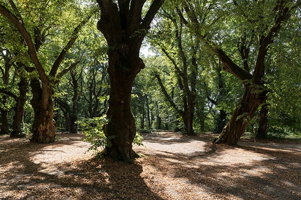 Tourisme Lons-le-Saunier Jura : forêt de Pannessières