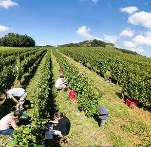 Tourisme Lons-le-Saunier Jura : Vendangeurs dans la vigne
