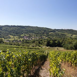 Tourisme Lons-le-Saunier Jura : Vue du vignoble depuis la Voie verte à Perrigny