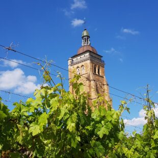 Vignes et église d'Arbois - Jura