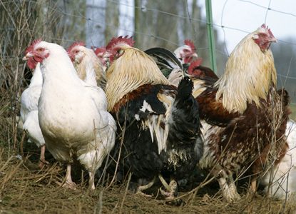 Tourisme Lons-le-Saunier Jura : chapons de la Grange Rouge à Geruge (Val de Sorne)