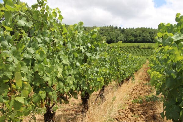 Tourisme Lons-le-Saunier Jura : Vignoble de l'Étoile
