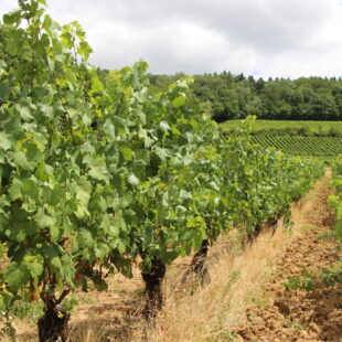 Tourisme Lons-le-Saunier Jura : Vignoble de l'Étoile