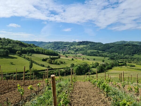 Tourisme Lons-le-Saunier Jura : vignes à Montaigu