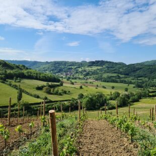 Tourisme Lons-le-Saunier Jura : vignes à Montaigu