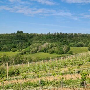 Tourisme Lons-le-Saunier Jura : vignes à Montaigu