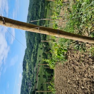 Tourisme Lons-le-Saunier Jura : vignes à Montaigu