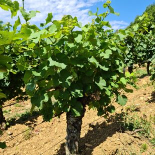 Tourisme Lons-le-Saunier Jura : Balade dans les vignes à l'Étoile dans le Jura