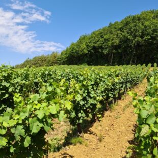 Tourisme Lons-le-Saunier Jura : Balade dans les vignes à l'Étoile dans le Jura