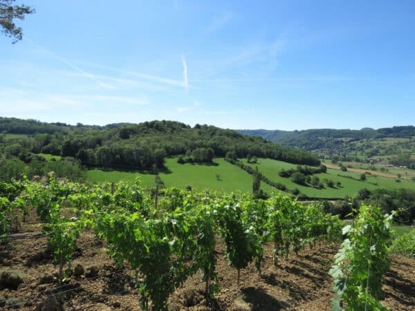 Tourisme Lons-le-Saunier Jura : Vignes de Montaigu dans le Jura, Domaine Pignier