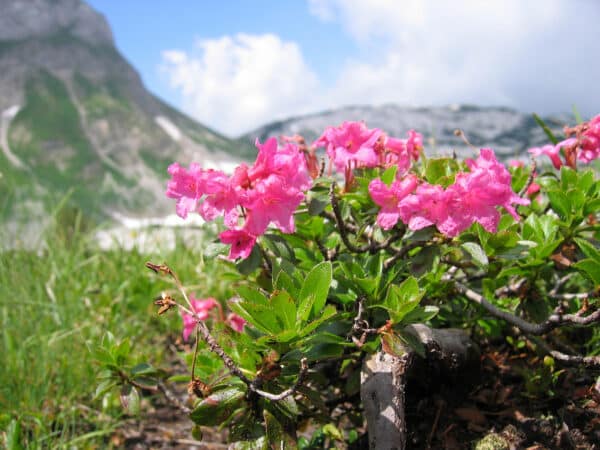 Rhododendron-hirsutum-2.jpg